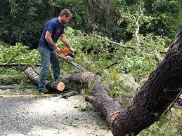 How Our Tree Care Process Works  in  Franklin, MI