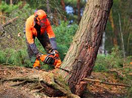 Franklin, MI Tree Removal Services Company