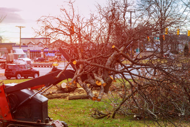 Best Residential Tree Removal  in Franklin, MI