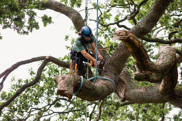 Best Tree and Shrub Care  in Franklin, MI