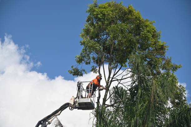 Best Emergency Tree Removal  in Franklin, MI