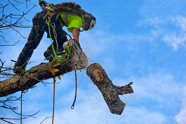 Best Stump Grinding and Removal  in Franklin, MI